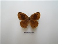 藏品(巨波眼蝶)的圖片